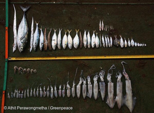 Destructive Fishing Methods in the Gulf of Thailand