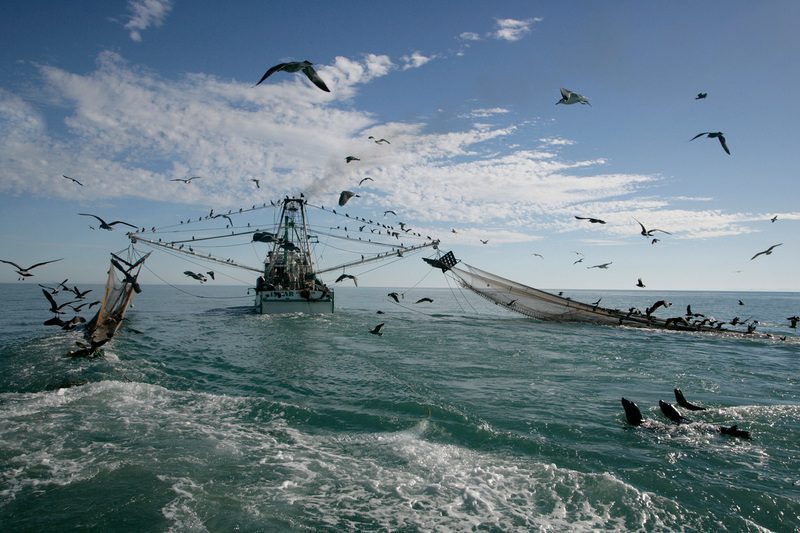 Shrimp Trawler Pursued by Sea Lions in Mexico